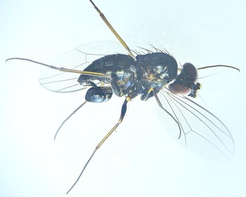 Medetera sp.